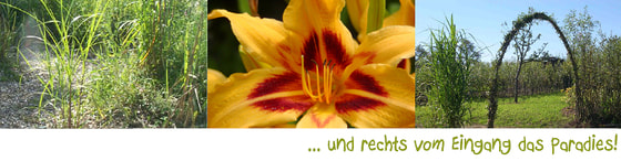 Bibelgarten