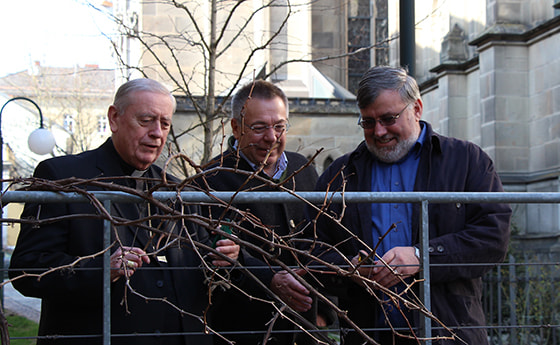 Bischof Ludwig Schwarz, Weinbauer Johann Polczer und der rumänische Caritas-Direktor Nicolae Anusca schneiden die Weinstöcke vor der Diözesanen Immobilienstiftung auf dem Linzer Domplatz.